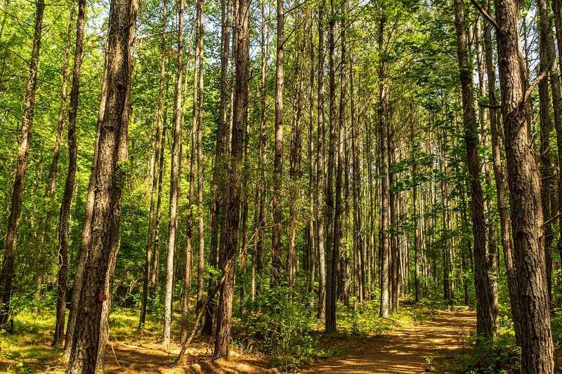 Silent Hikes